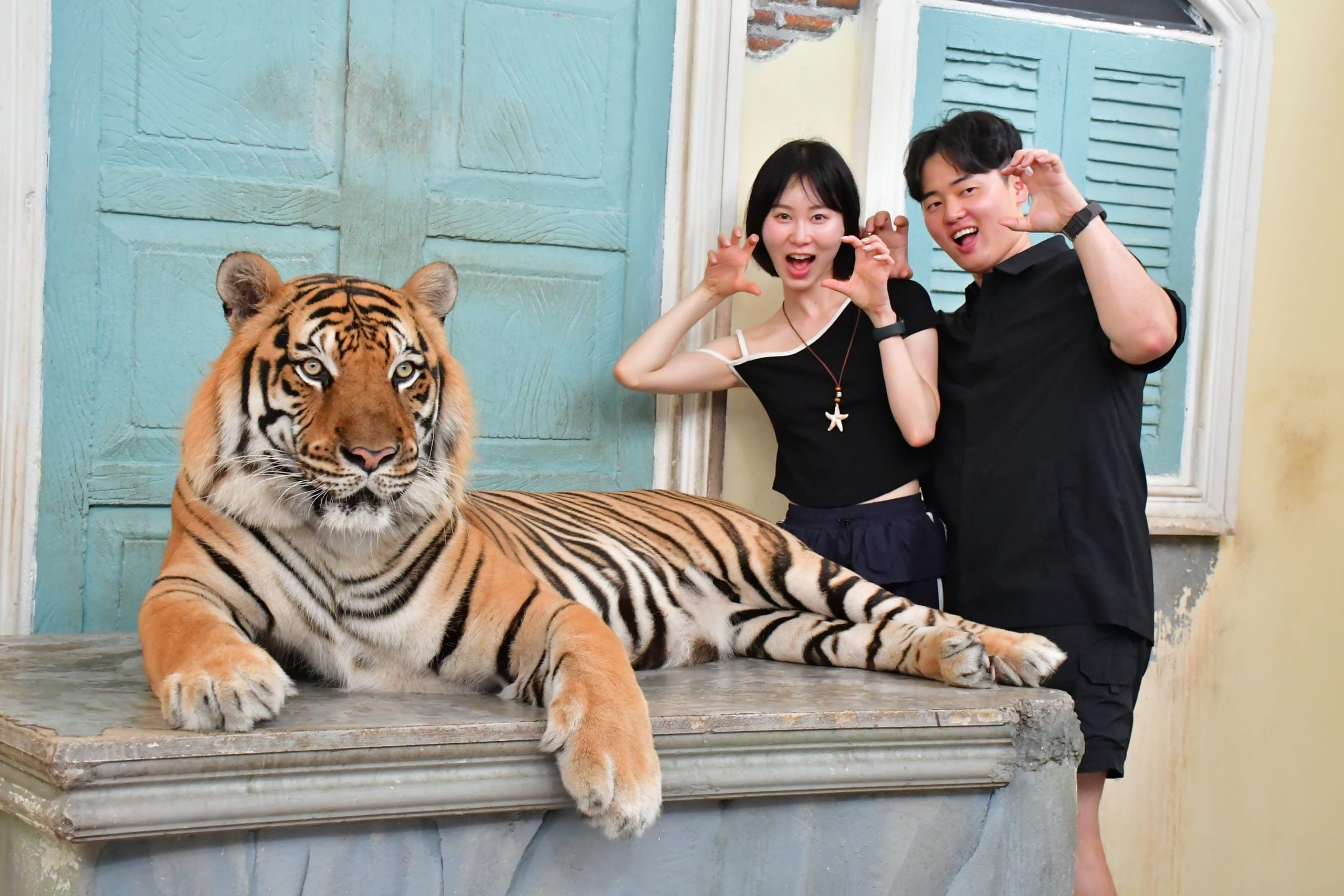 A giant tiger at Tiger Kingdom Kathu in Phuket