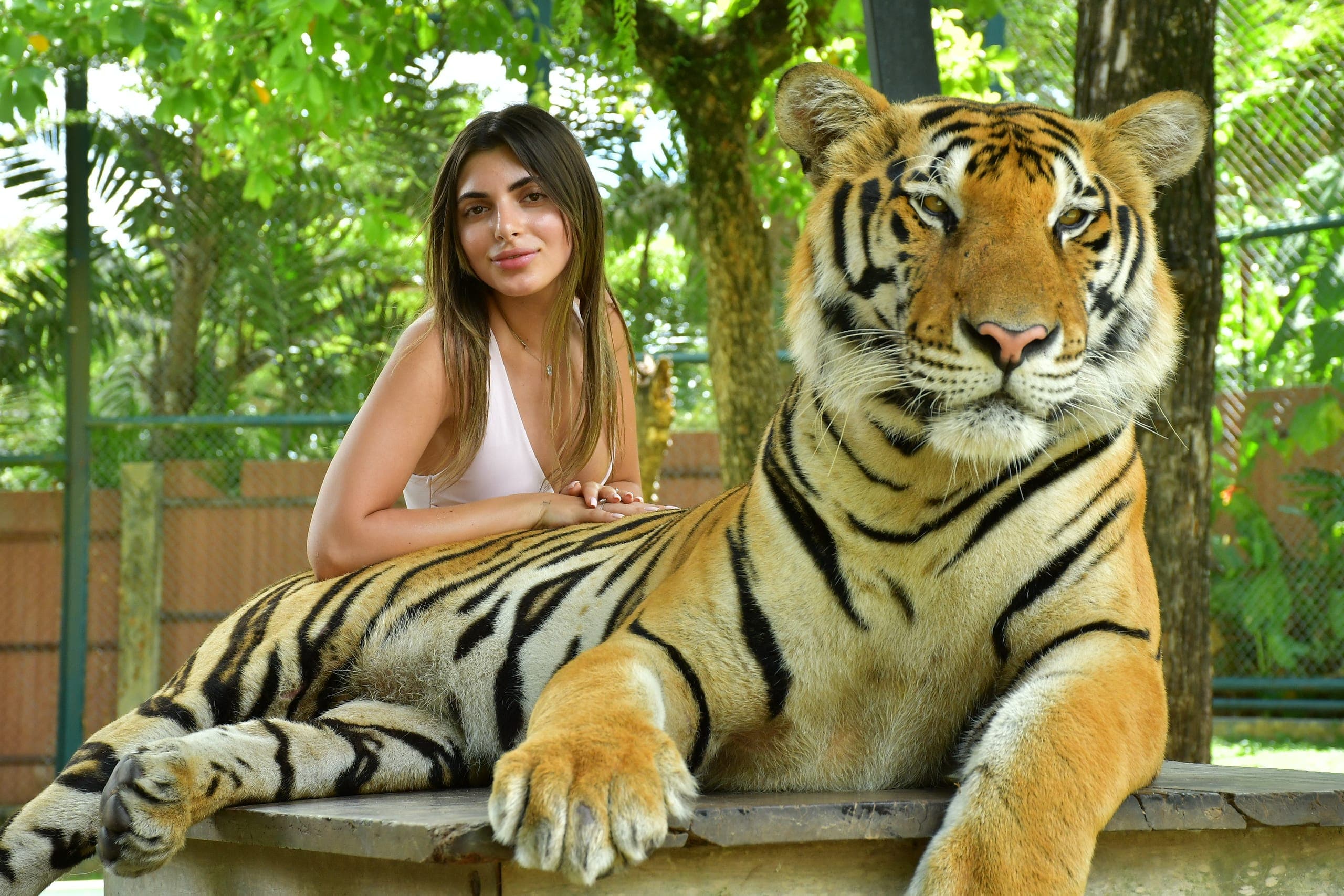 Big Tiger