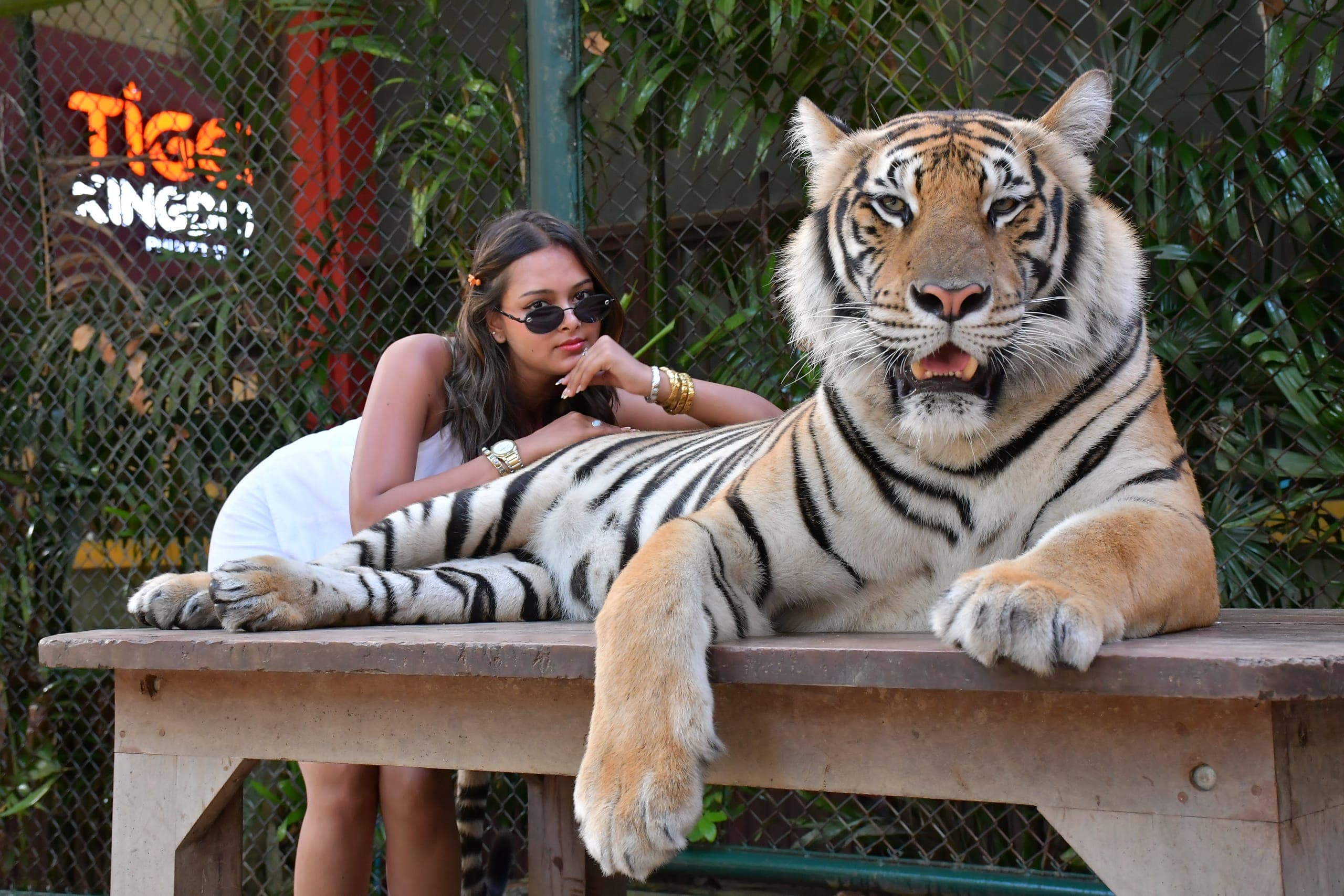 Medium Tiger