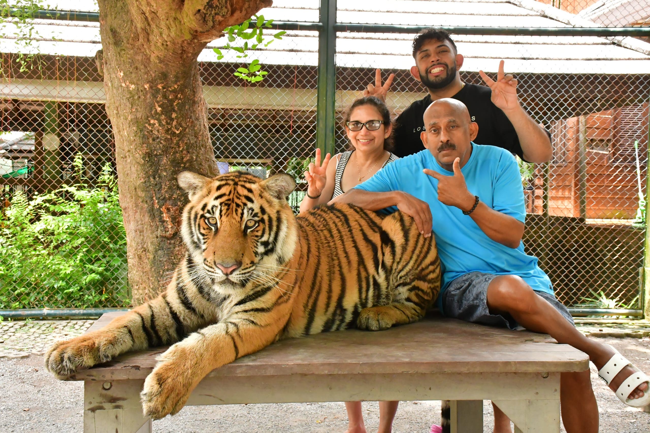 Small Tiger