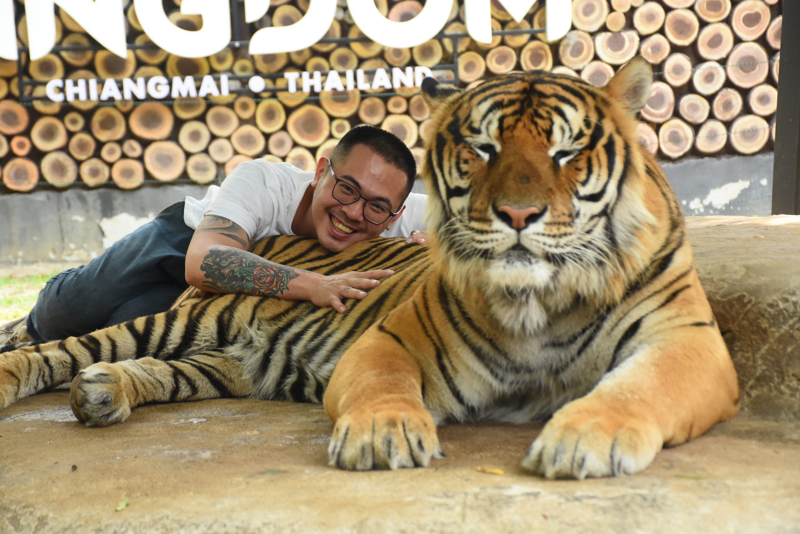 A majestic tiger resting in the lush greenery of Tiger Kingdom Thailand