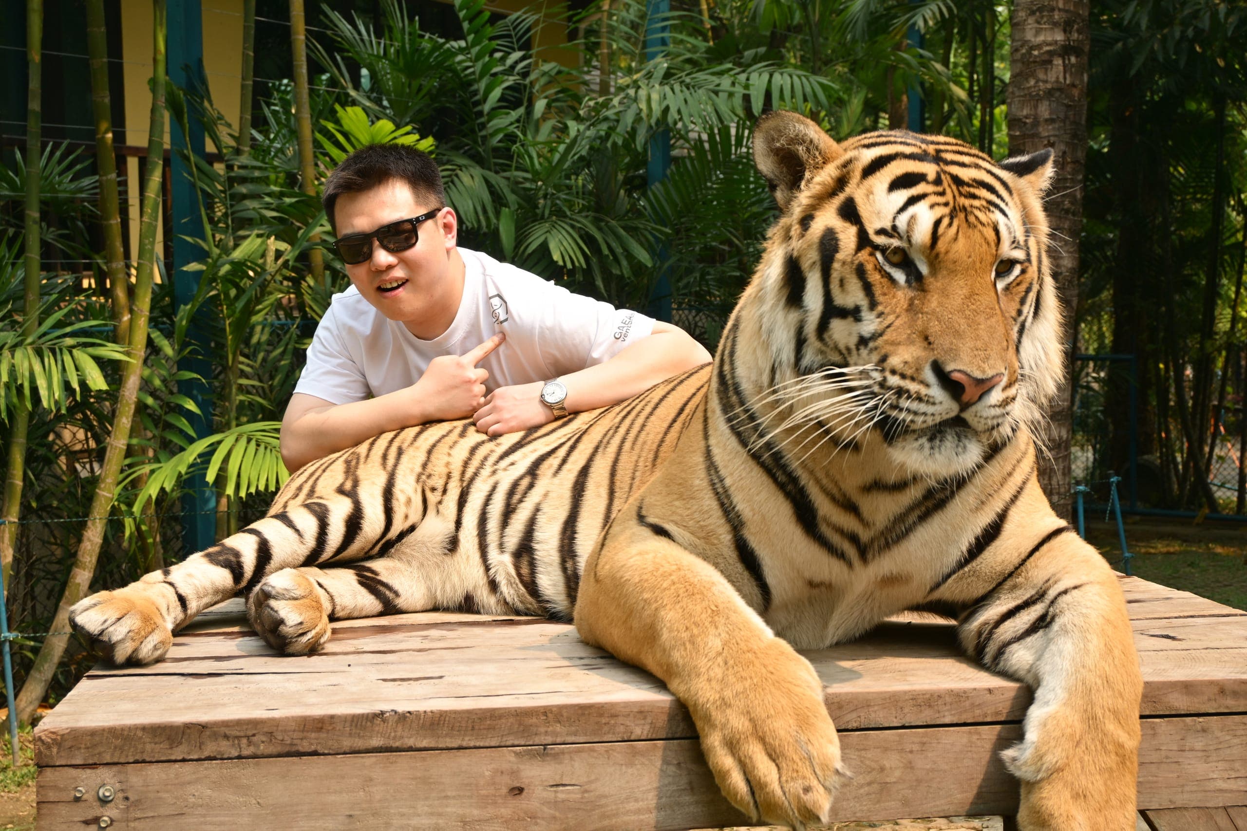 Tiger Kingdom Mae Rim