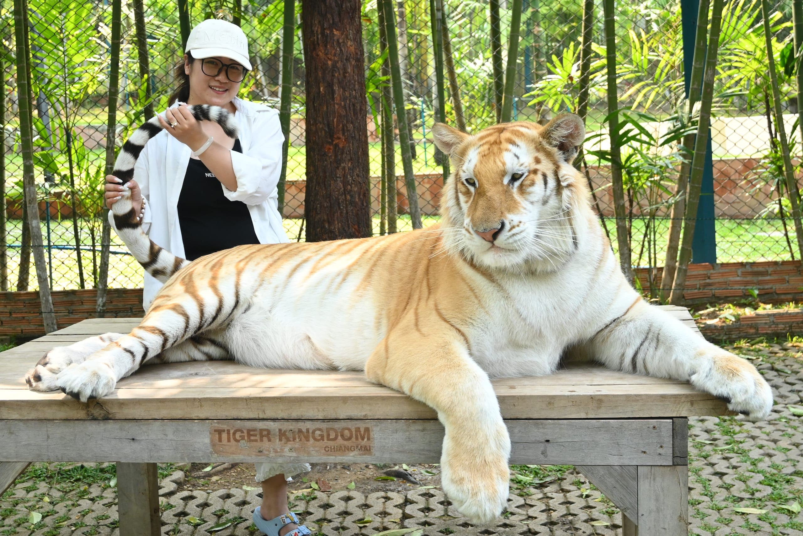 Medium Tiger