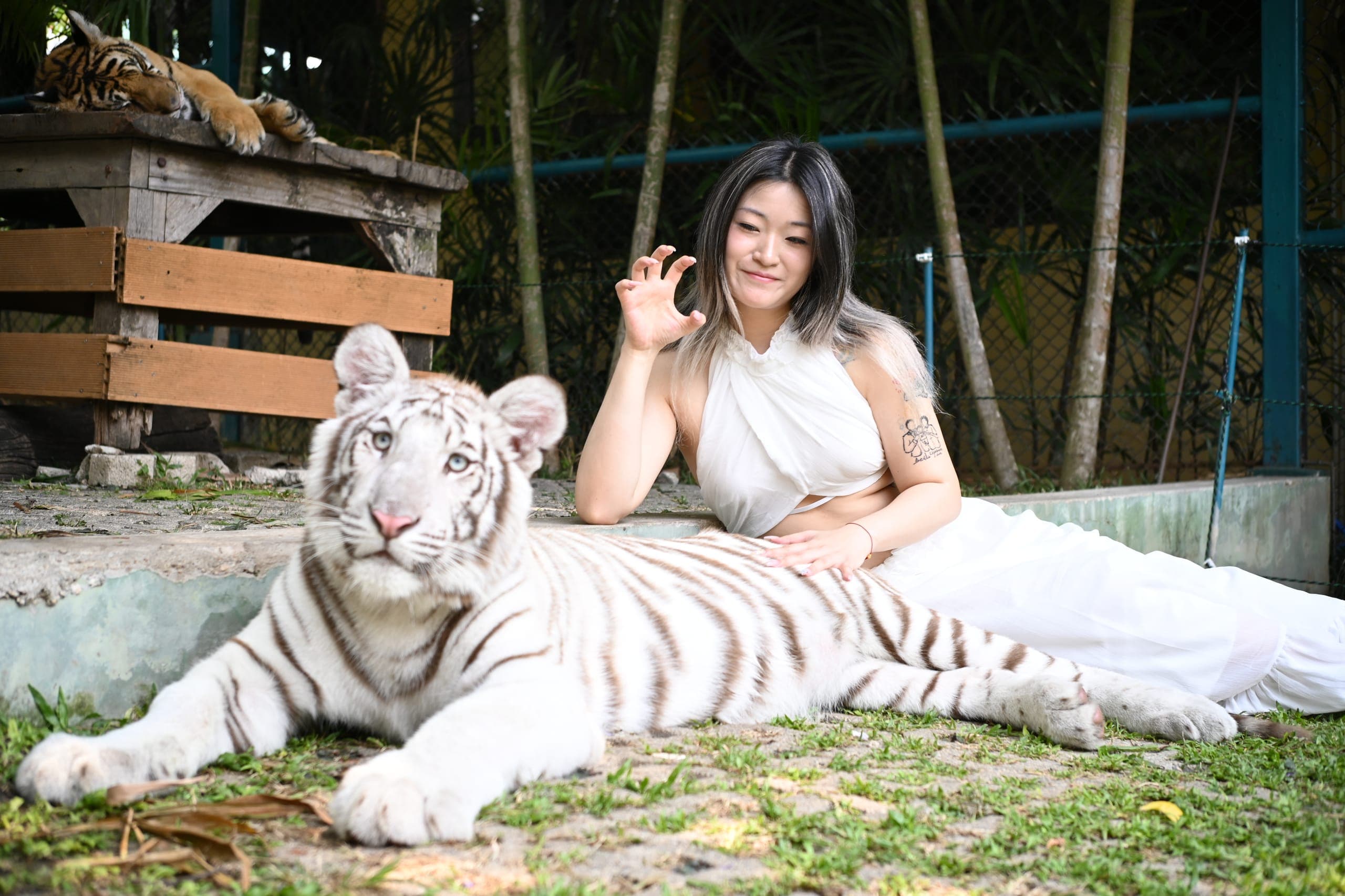 Small Tiger